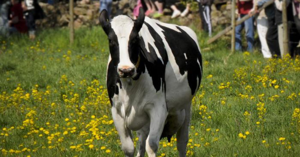 Kosläpp i Skåne Husbil & Husvagn