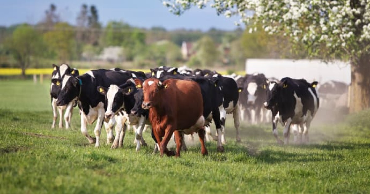 Årets första kosläpp ger vårkänslor Husbil & Husvagn