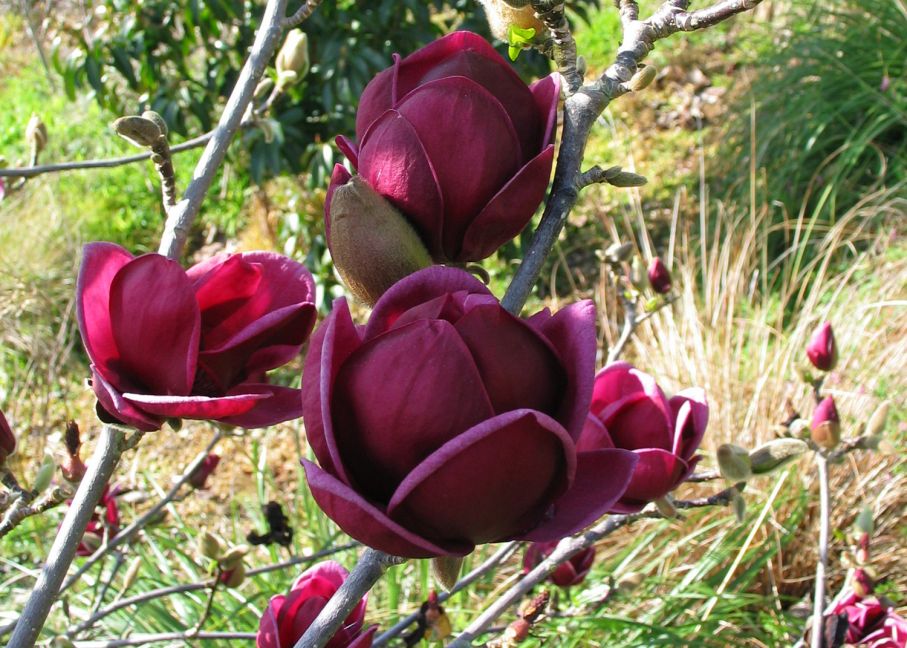 Magnolia Genie
