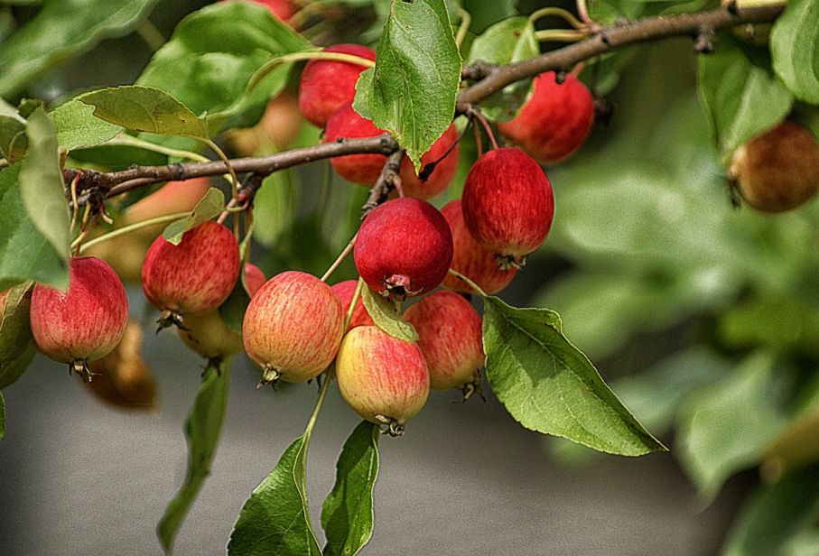 Apples fruit heavenly apples small apples miniature apples apple sad green 949611