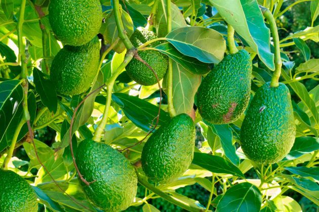 Avocado beneficios de la hoja del aguacate 2