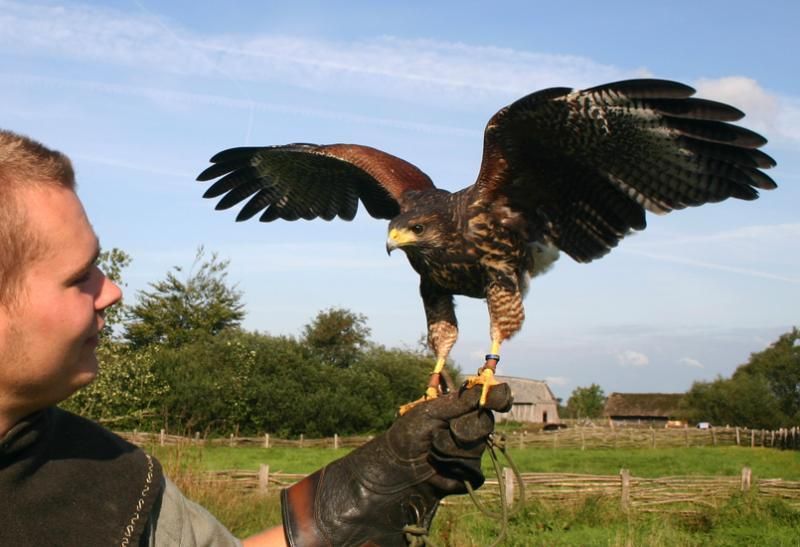 Evenemang ribe vikingamarknad falkoner ribe vikingecenter 1