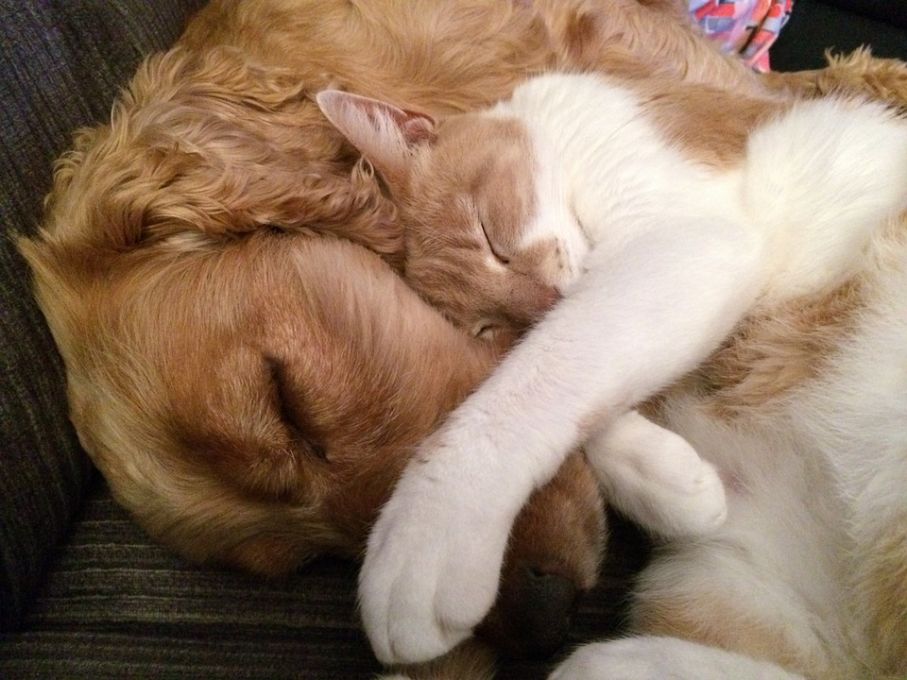 Cat and dog 775116 960 720