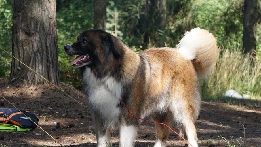 Dog 2651408 960 720