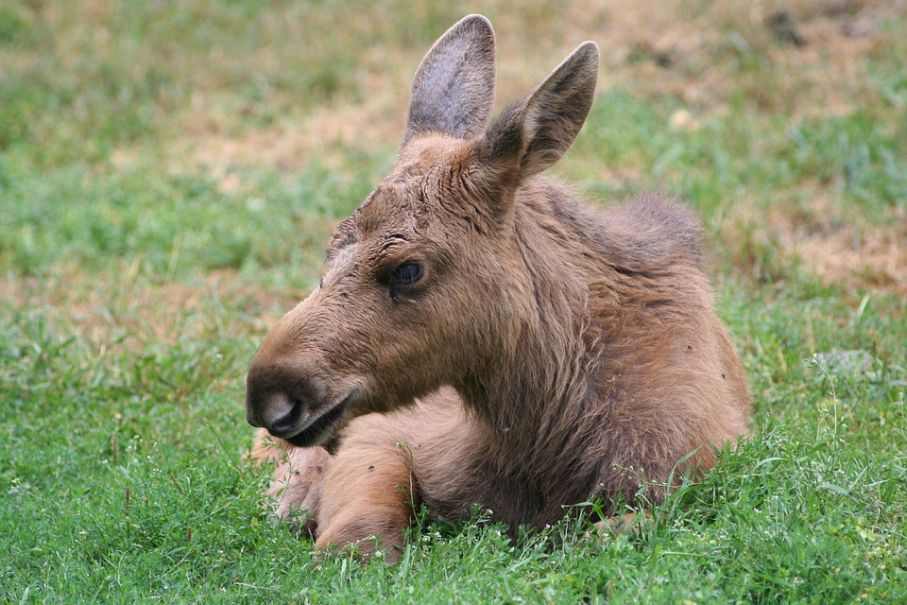 Elk calf 1394461 960 720
