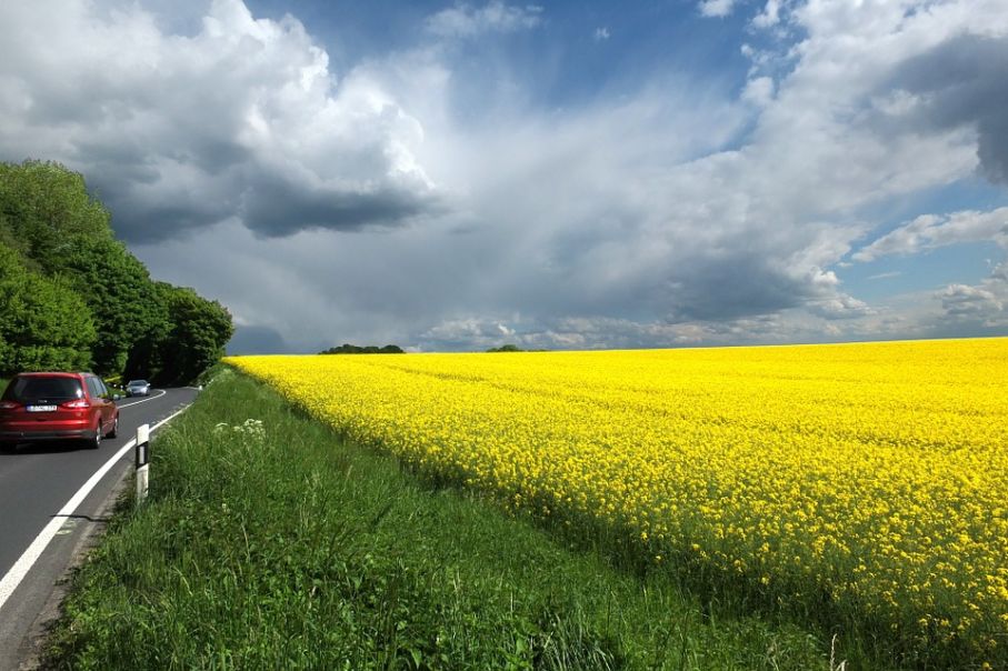 Oilseed rape 166640 960 720