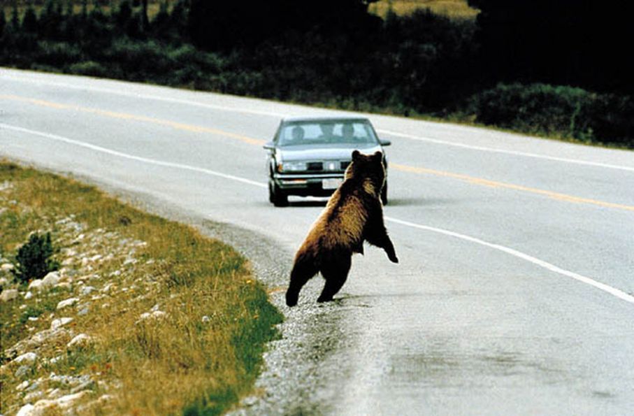 Roadkill for dinner michigan bill would make it legal to eat dead roadside animals