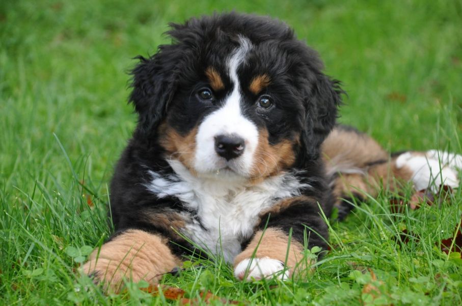 Bernese mountain dog dog big dog animal green nature family 826549
