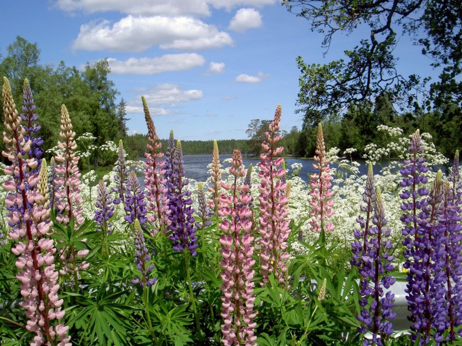 Visst är lupinerna vid vägkanterna vackra men egentligen hör de inte hemma där.