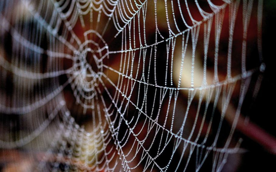Cobweb dewdrop web nature