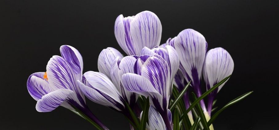 Crocus 2139771 960 720