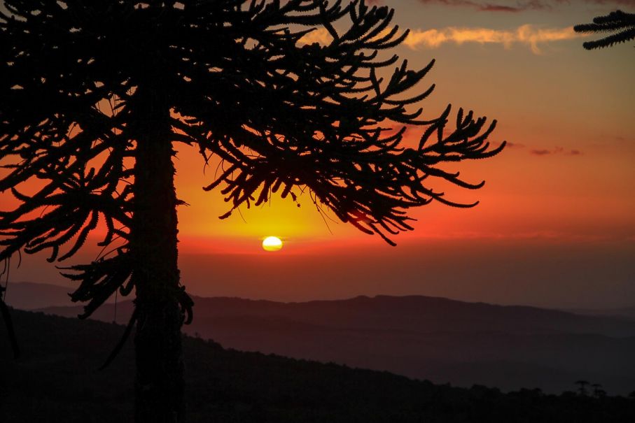 Parque nacional nahuelbuta puesta de sol araucaria 2