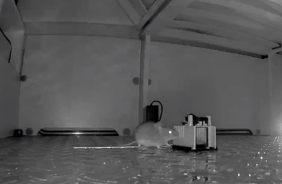 En övervakningskamera plus en elektrisk musskrämma och en musfälla i husbilen. Se filmen längre ned i artikeln. Filmat av Robin Skogward på Autohallen Husbilar i hans privata husbil. Mus i husbil, filmklipp längre ned.