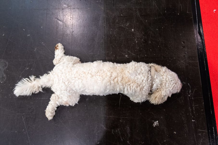 Wanner har även en trött hund i montern.