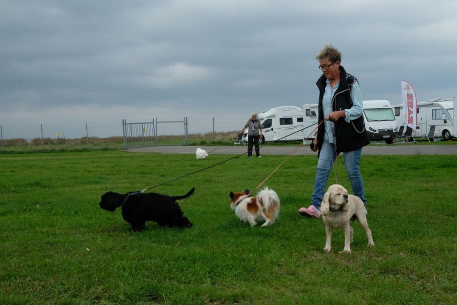 Irene Rydbäck är ute på hundpromenad med sina tre hundar.