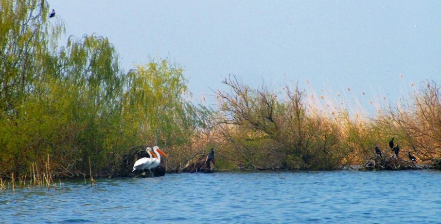 där mängder av fåglar funnit sitt hem Bildcred: Wikimedia / Cody escadron delta