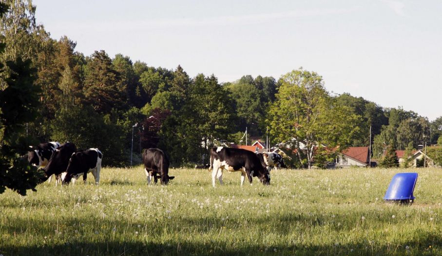 Omgivningen är lantlig och förutom en härlig bad- och fiskesjö finns tät "bauer-skog" och glada kossor som får spring i benen när det ringer i den närbelägna kyrkklockan.